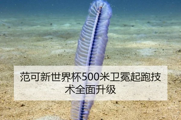 范可新世界杯500米卫冕起跑技术全面升级